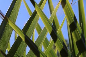 Close-up of interwoven palm fronds against a bright blue sky, Houston, Texas
