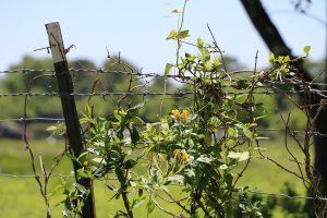 Barbed Wire and Flowering Vine, Houston, Texas